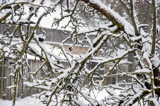 Apple tree covered with snow in a cold winter day. Frosted apples on apple tree in snowing time. Winter in Latvia. ..