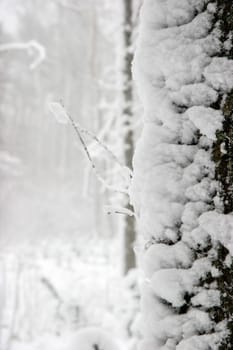 Beautiful landscape of the forest on a cold winter day with trees covered with snow. Snowfall in the forest in Latvia. Winter in forest. ..