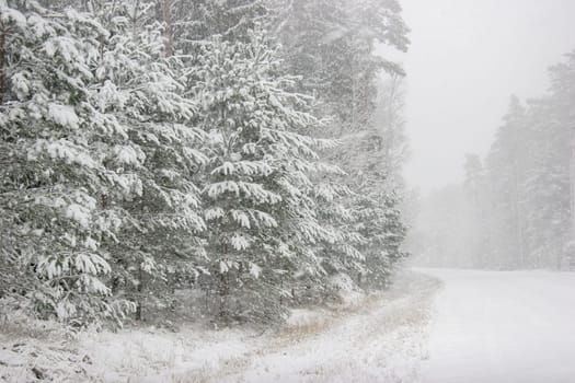 Beautiful landscape of the forest on a cold winter day with trees covered with snow. Snowfall in the forest in Latvia. Country road covered with snow. Winter in forest. ..