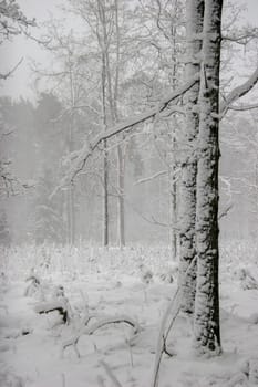 Beautiful landscape of the forest on a cold winter day with trees covered with snow. Snowfall in the forest in Latvia. Winter in forest. Winter forest landscape with snowy winter trees..