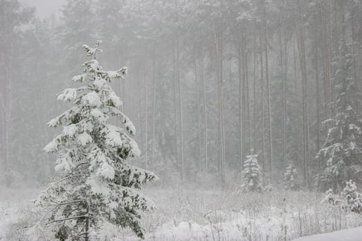 Beautiful landscape of the forest on a cold winter day with trees covered with snow. Snowfall in the forest in Latvia. Winter in forest. Winter forest landscape with snowy winter trees..