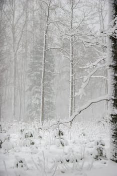 Beautiful landscape of the forest on a cold winter day with trees covered with snow. Snowfall in the forest in Latvia. Winter in forest. Winter forest landscape with snowy winter trees..