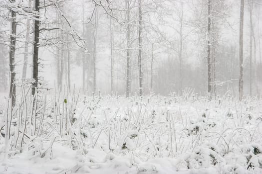 Beautiful landscape of the forest on a cold winter day with trees covered with snow. Snowfall in the forest in Latvia. Winter in forest. Winter forest landscape with snowy winter trees..