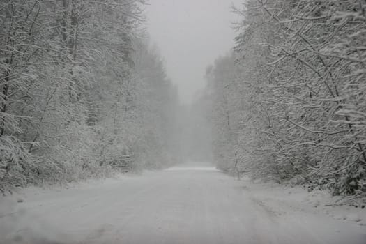 Beautiful landscape of the forest on a cold winter day with trees covered with snow. Snowfall in the forest in Latvia. Country road covered with snow. Winter in forest. ..