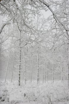 Beautiful landscape of the forest on a cold winter day with trees covered with snow. Snowfall in the forest in Latvia. Winter in forest. Winter forest landscape with snowy winter trees..