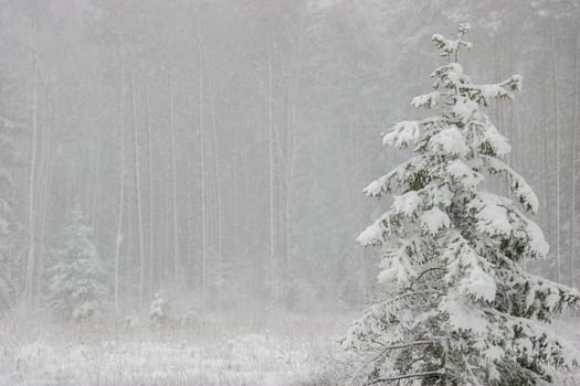 Beautiful landscape of the forest on a cold winter day with trees covered with snow. Snowfall in the forest in Latvia. Winter in forest. Winter forest landscape with snowy winter trees..