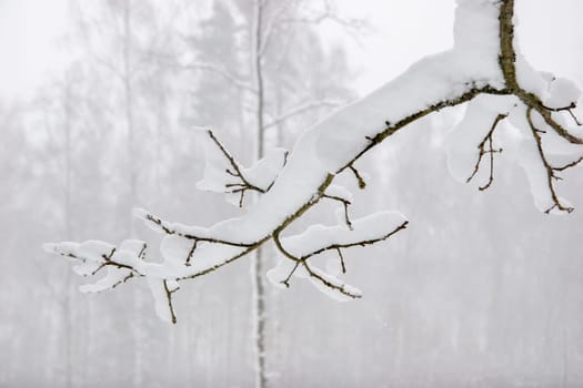 Beautiful landscape of the forest on a cold winter day with trees covered with snow. Snowfall in the forest in Latvia. Winter in forest. ..