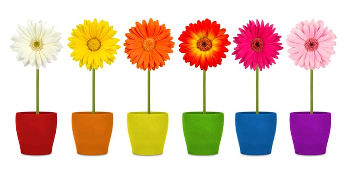 colorful row of gerbera flowers in pots.