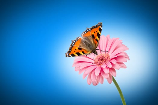 butterfly on pink flower on blue background