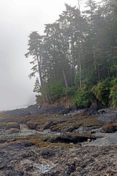 Fog and Mist at Low Tide on the coast of the Olympic Peninsula at Salt Creek Recreation Area in Washington