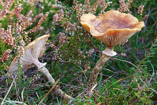 Two older specimens of Armillaria spec Hallimasch