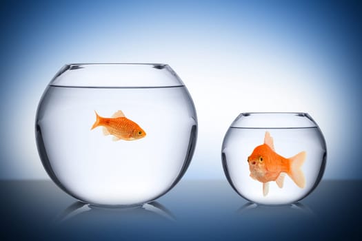 sozial neid konzept mit Fischen