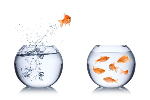 fish return concept
