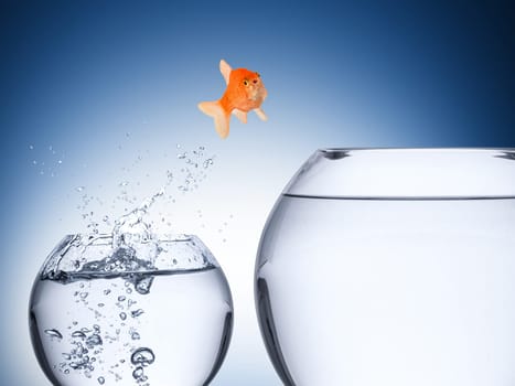 fish rise concept