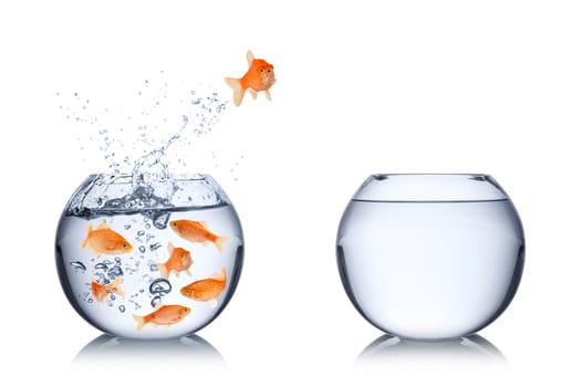 fish escape cocept