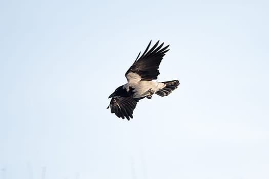 Common Raven flying across a blue sky