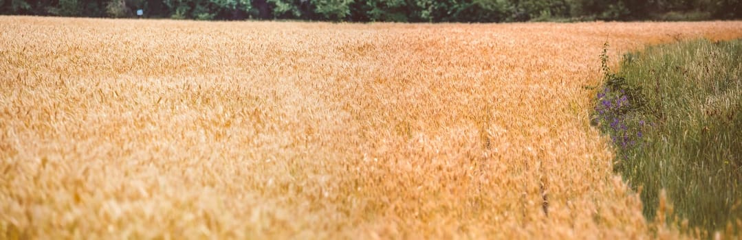 Yellow grain ready for harvest growing  in a farm field