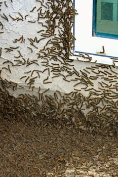 Thousands of caterpillars climb a house during an infestation.