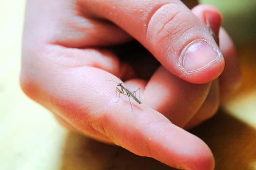 A tiny praying mantis on a finger.