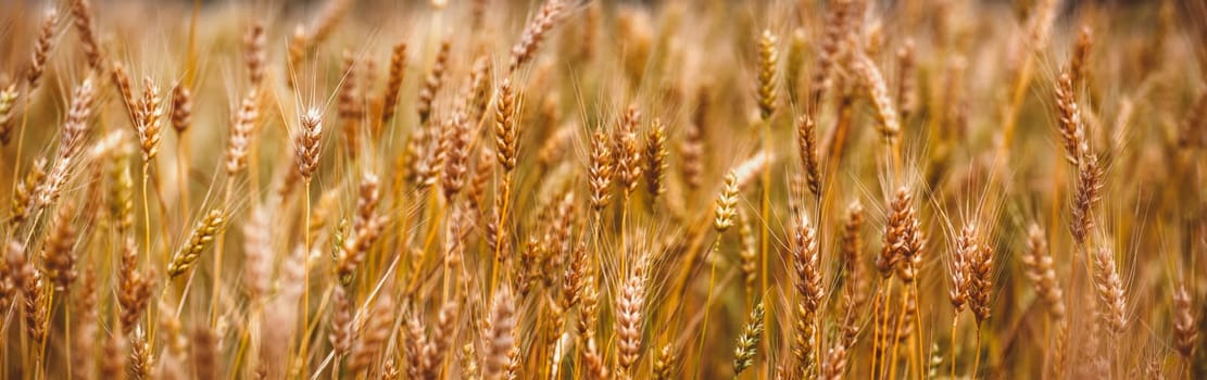 Yellow grain ready for harvest growing  in a farm field