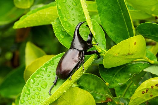 close up of animal sit on leaf with raindrops