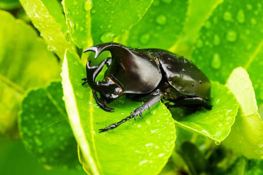 close up of animal sit on leaf with raindrops