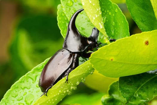 close up of animal sit on leaf with raindrops