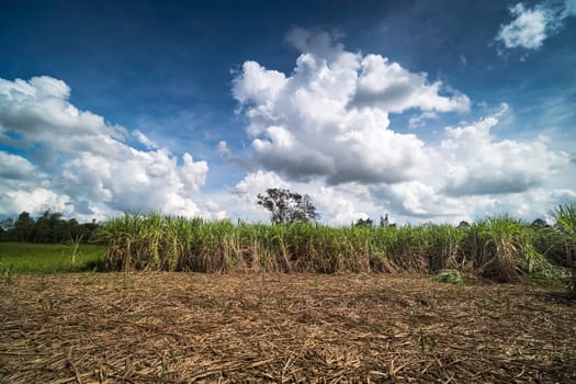 agriculture plantation with blue sky and cumulus clouds