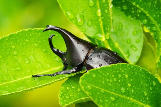 close up of animal sit on leaf with raindrops