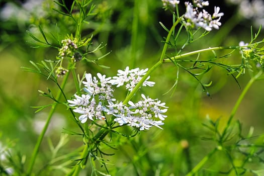 Closeup of cilantro blossoms in the garden.