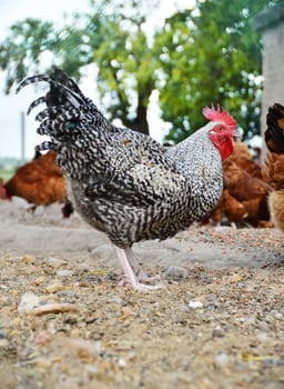 Chickens on traditional free range poultry farm.