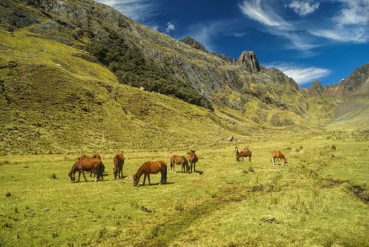 Horses grazing in scenic green valley between high mountain peaks in Peruvian Andes
