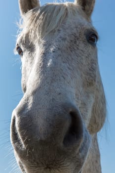 Face of a Camargue mold from below,wide angle