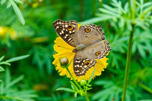 Close up top view Junonia Lemonias or Lemon Pansy, It is brown butterfly with large "eye"" spots on its wings"