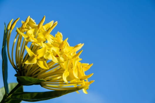 Close up yellow Ixora coccinea flower on blue sky background