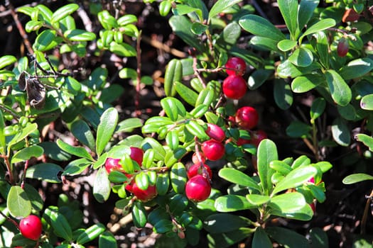 Closeup of Vaccinium vitis-idaea on the ground.