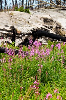 Chamerion angustifolium growing with burnt trees in the background.