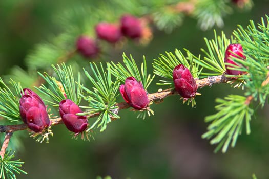 Closeup view of branches with young tamarack cones.