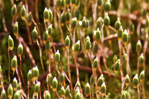 Macro view of moss capsules in the morning sunlight.