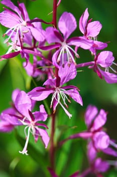 Closeup view of purple fireweed flowers on a green background.