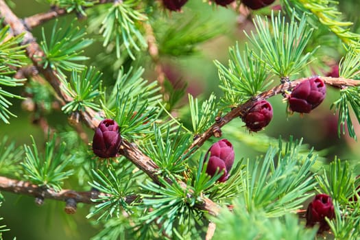 Closeup view of branches with young tamarack cones.