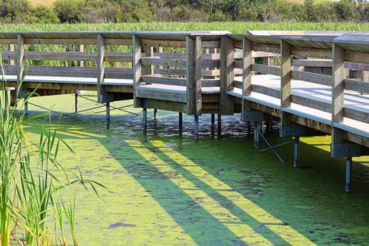 A boardwalk through a marshy duckweed waters.