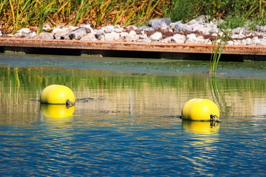 Two buoys near a water edge on a river.