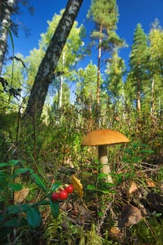 orange birch bolete under a birch in the forest