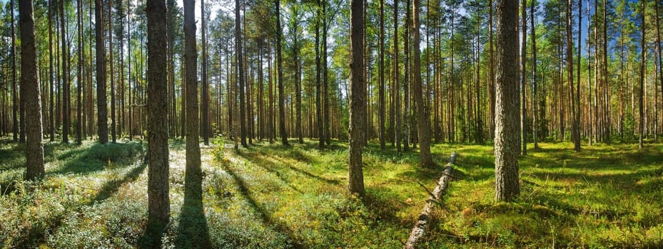 Lahemaa national park forest in late summer