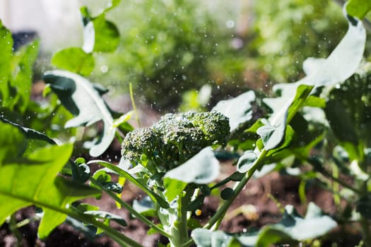 fresh broccoli