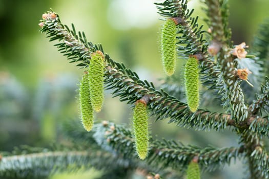 Cones background. Close-up of young green fir-tree cones on tree branches. Christmas decoration. Macro.