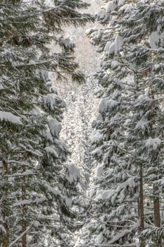 winter Landscape of Pine Forest at yudanaka Nagano Chubu Japan