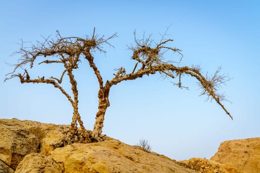 Dry acacia tree in a desert in Ras Al Khaimah, UAE