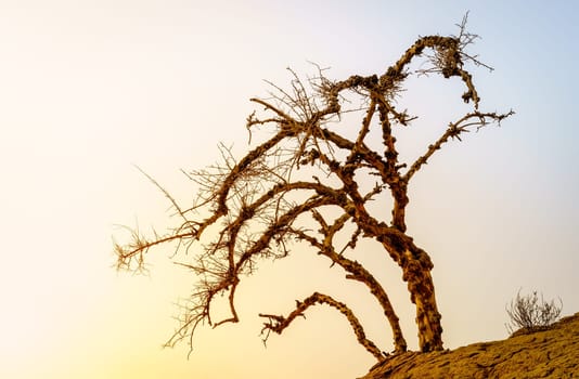 Dry acacia tree in a desert against sunset sky in Ras Al Khaimah, UAE